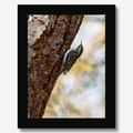 Framed Canvas
